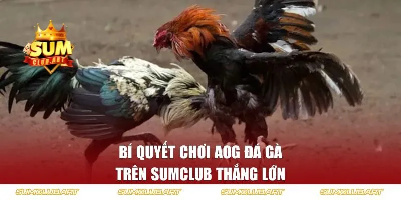 Bí quyết chơi AOG đá gà trên SUMCLUB thắng lớn