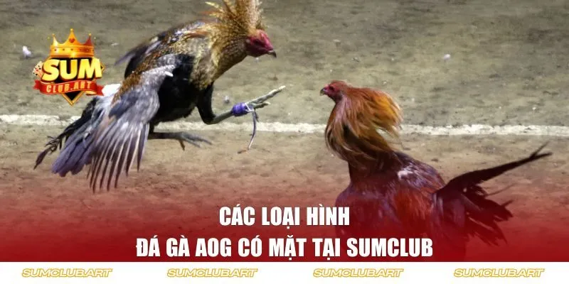 Các loại hình đá gà AOG có mặt tại SUMCLUB