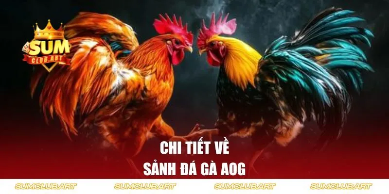 Chi tiết về sảnh đá gà AOG cần biết
