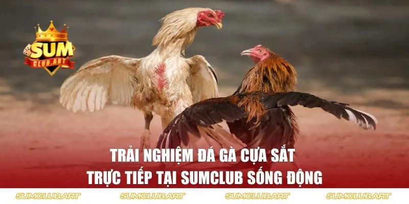 Trải nghiệm đá gà trực tiếp tại SUMCLUB sống động