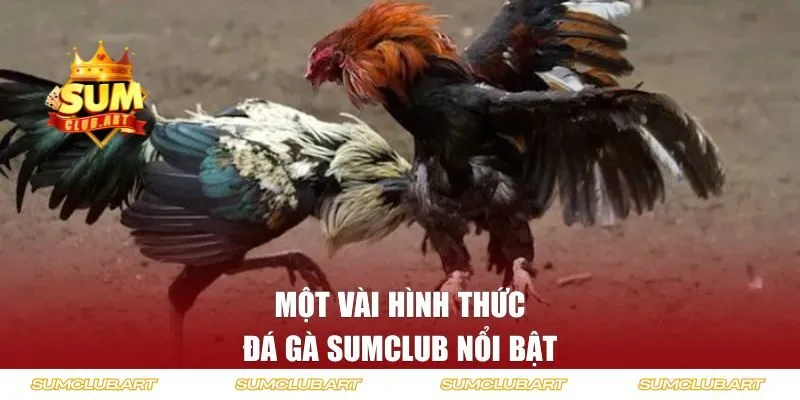 Một vài hình thức đá gà SUMCLUB nổi bật nhất