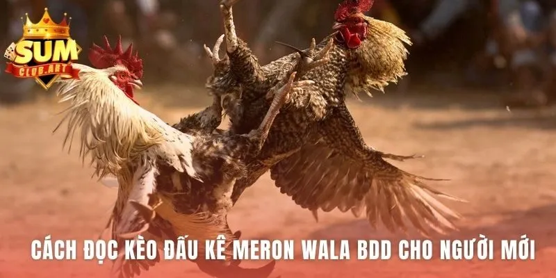 Phân tích kèo đá gà cựa dao giúp ra quyết định cược sáng suốt