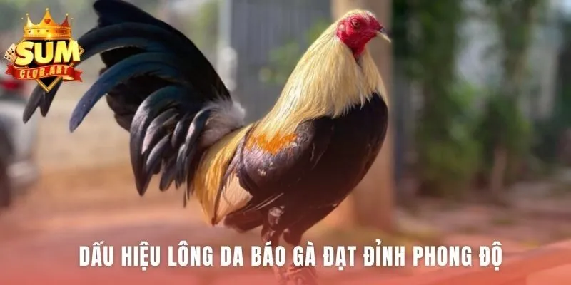 Nhận biết lông gà chiến phong độ