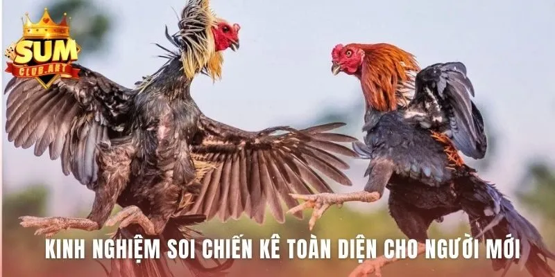 Soi chiến kê đá gà cựa dao giúp nhận diện một thần kê đích thực